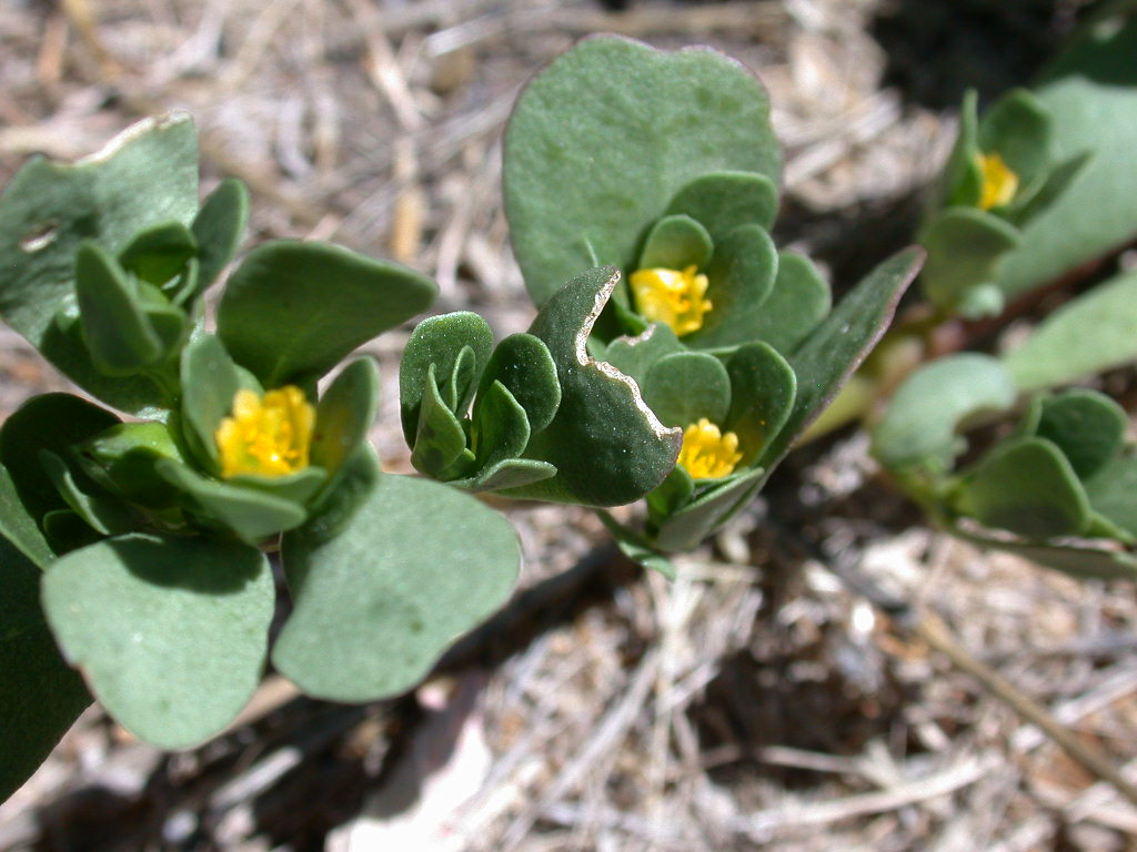 Portulaca oleracea / Porcellana comune